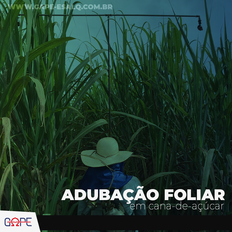 Cana: aplicação foliar de fungicidas é sinônimo de produtividade - Portal  Mais AgroPortal Mais Agro